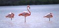 Flamingos