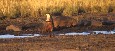 Hippo