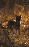 Jackal, Shariska