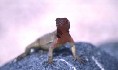 Lava Lizard