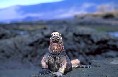 Marine Iguana
