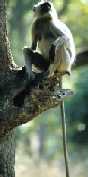 Languar Monkey