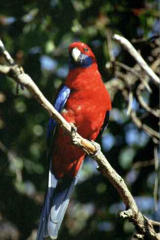 Red Parrot