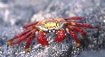 Sally Lightfoot Crab
