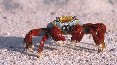 Sally Lightfoot Crab