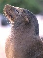 Sealion
