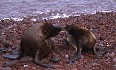 Sealions
