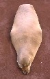Sealion