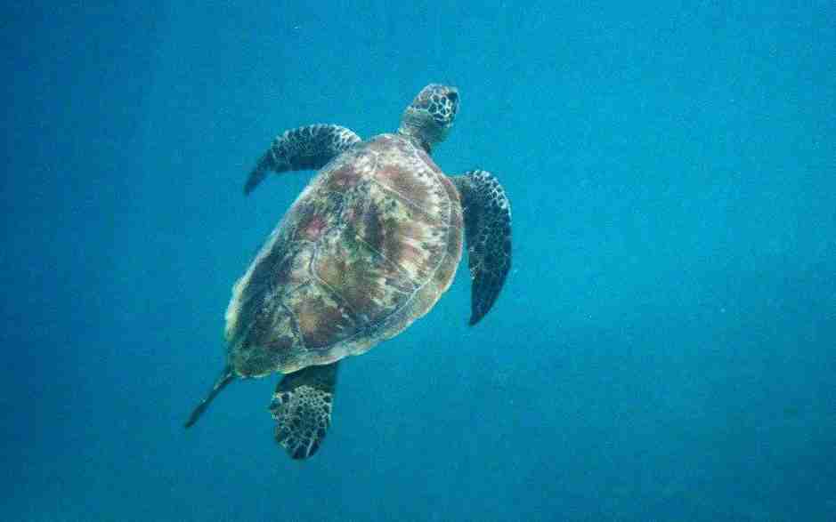 Turtle 1