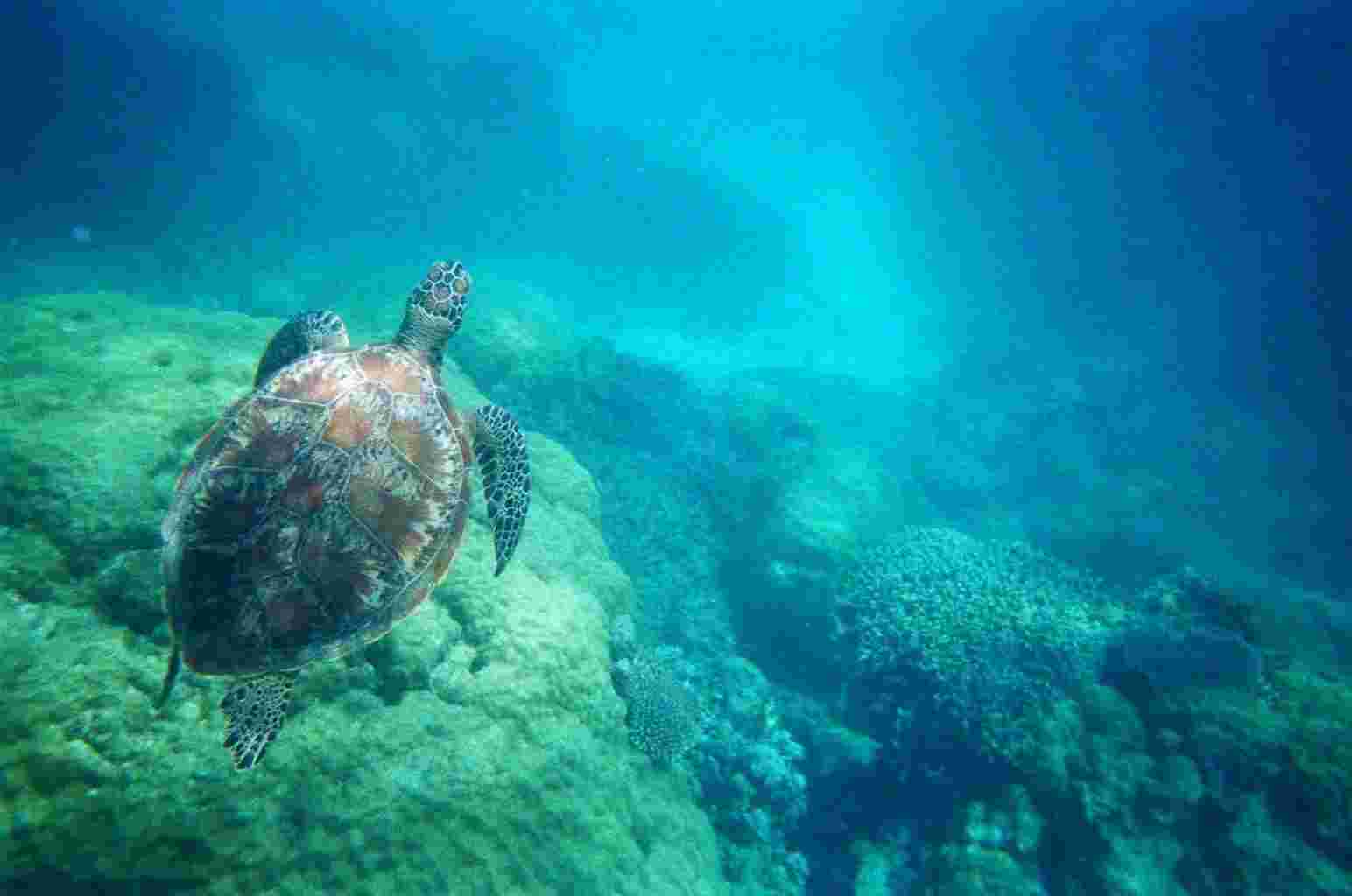 Turtle 2