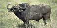 Buffalo