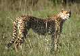 Cheetah