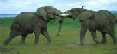 Elephants