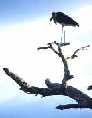 Maribou Stork
