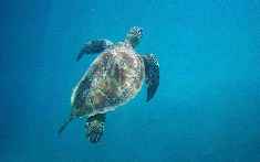 Turtle 1