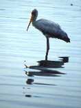 Yellow Billed Stork