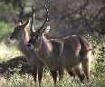Waterbuck