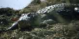Crocodile