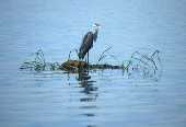 Heron