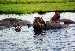 Hippos in the Chobe River