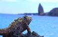 Marine Iguana