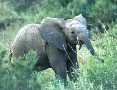 Baby Elephant