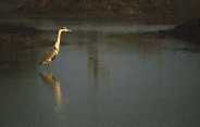 Heron