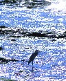 Heron