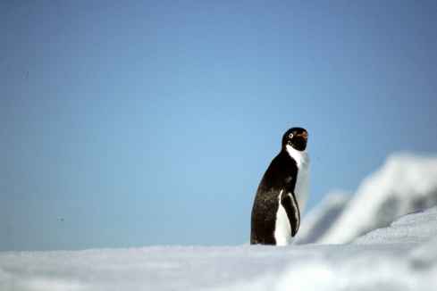 Adelie Penguin