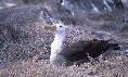 Albatross