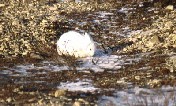 Arctic Hare