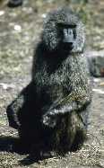 Baboon