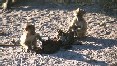 Baboons
