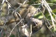 Baby Baboon