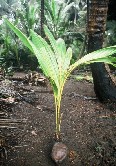 Baby Coconut Palm