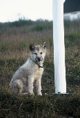Husky