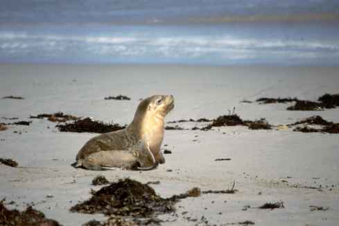 Baby Seal