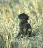 Baby Baboon