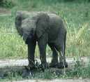 Baby Elephant