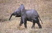 Baby Elephant Laughing