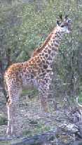 Baby Giraffe