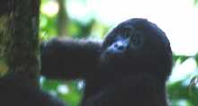 Baby Gorilla