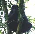 Baby Gorilla in Tree