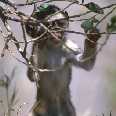 Baby Vervet Monkey