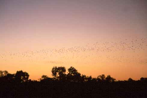 Bats Flying