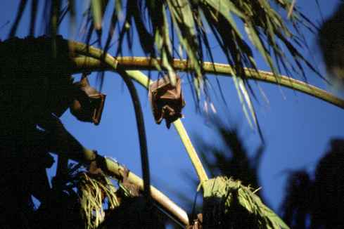 Bats Roosting