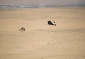 Crab