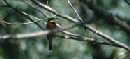 Bee-eater