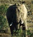 Big Elephant