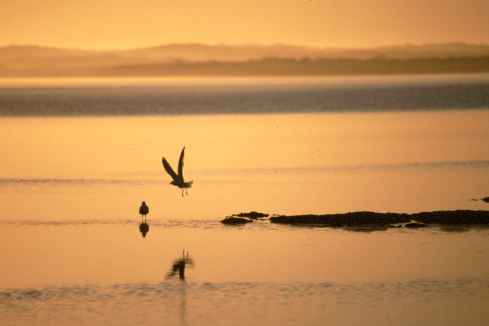 Bird Sunset